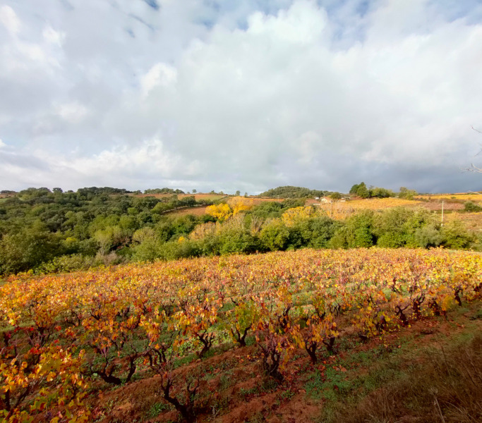 Vigne di Mandrolisai