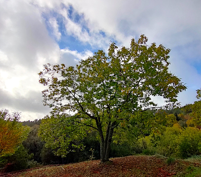 Bosco di castagni